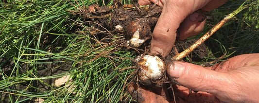 Corm development in saffron cultivation