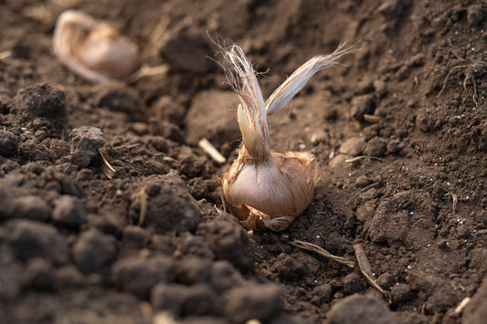 How to prepare your soil for saffron bulbs