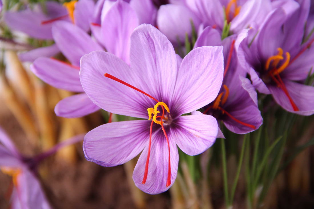 The compounds that give saffron its power