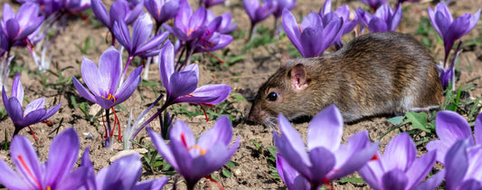 Saffron bulb pest and disease guide
