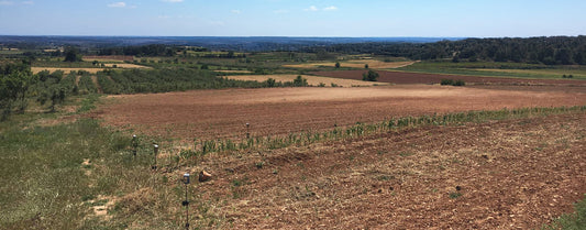 The dormancy stage in saffron cultivation