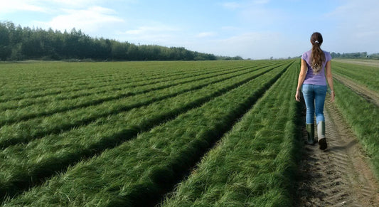 Maximizing saffron bulb reproduction