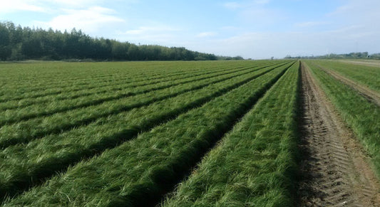 The vegetative stage in saffron farming