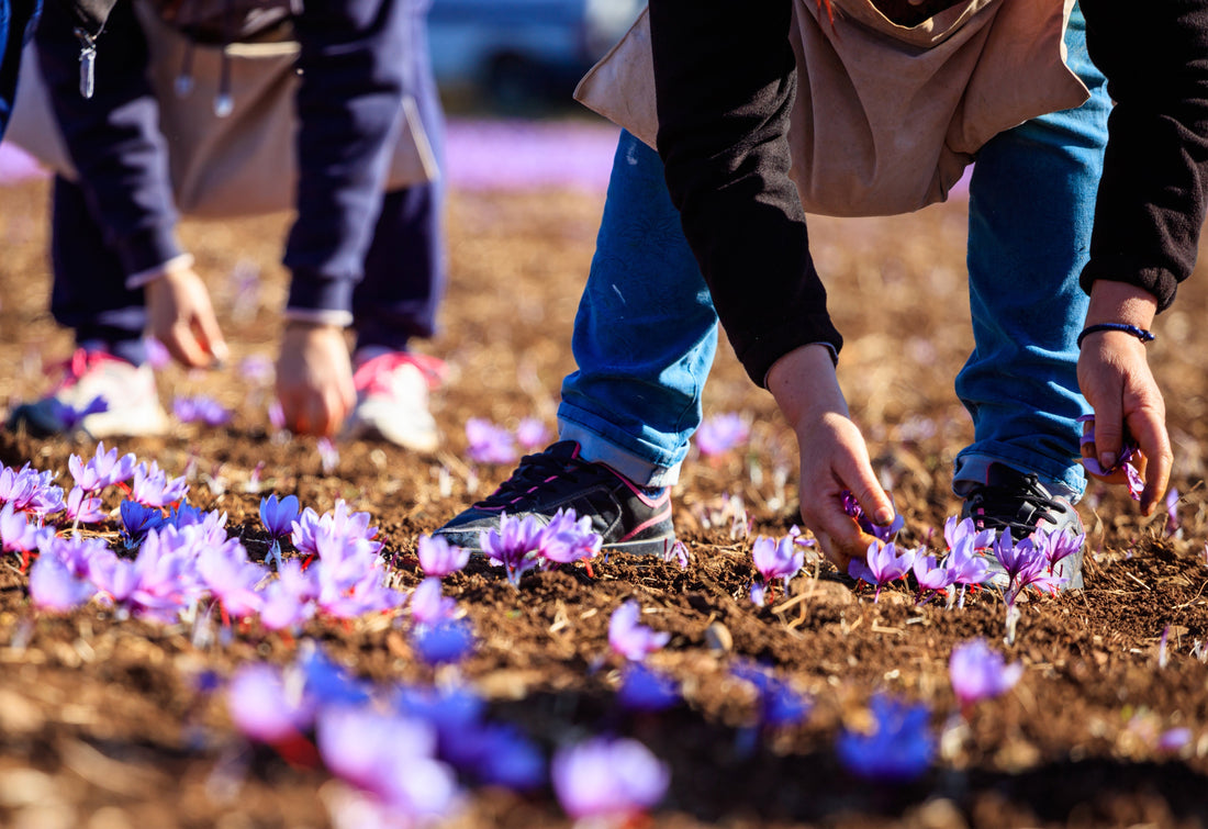 Saffron harvesting: timing and tradition