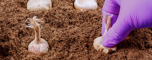 Crocus sativus planting and sprouting stage