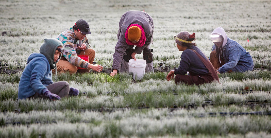 Start a saffron co-op in your community