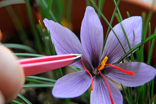 How to harvest your saffron?