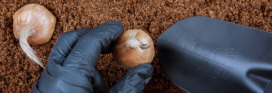 Store-bought vs. homegrown saffron