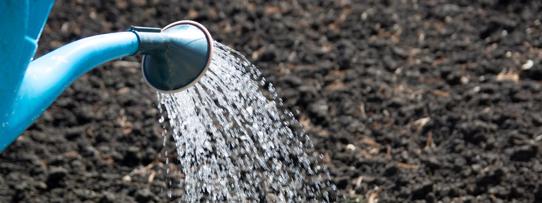 How to water your saffron bulbs?