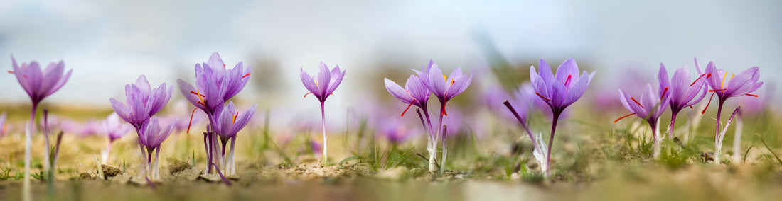 The world of Crocus sativus (saffron) bulbs