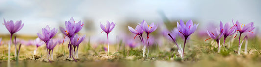 The world of Crocus sativus (saffron) bulbs