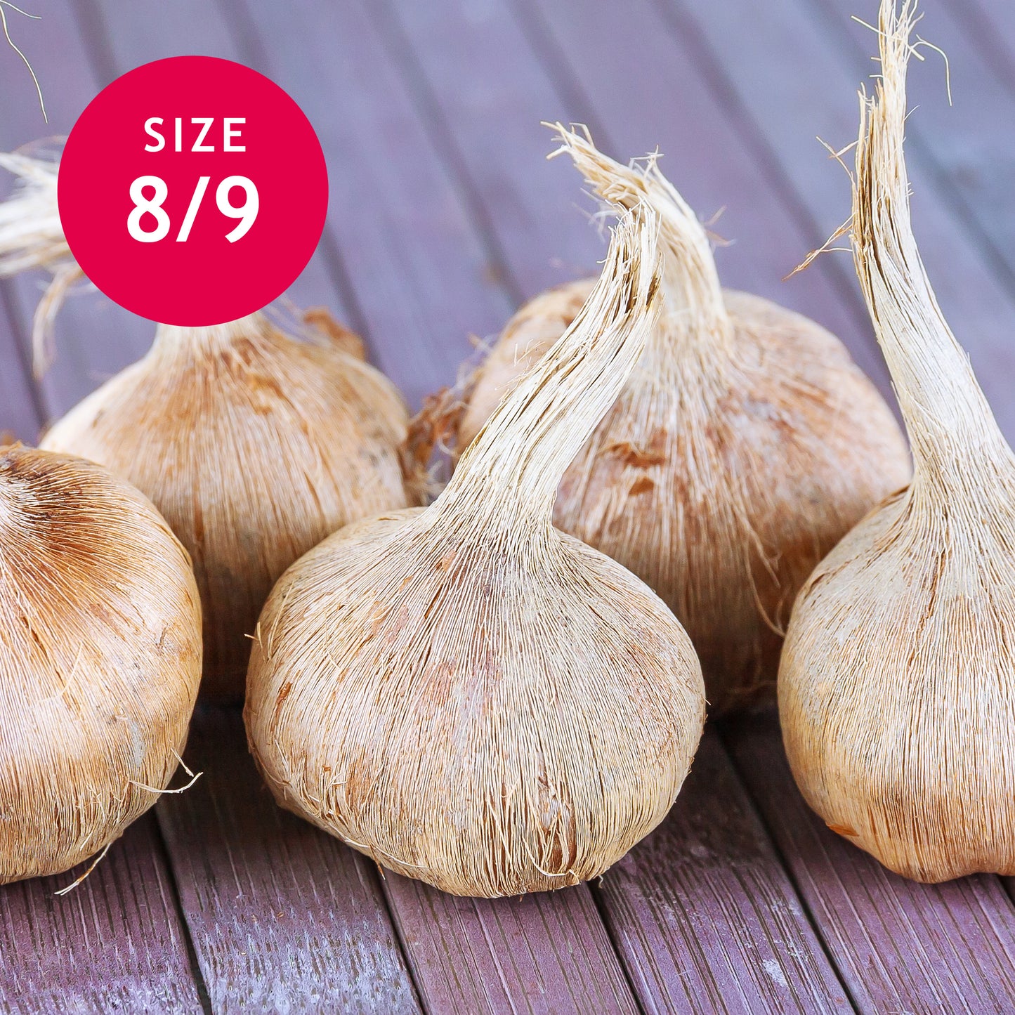 Crocus sativus 8/9 Saffron Bulbs