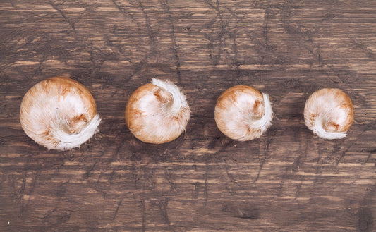 Crocus sativus (saffron) bulb sizes explained