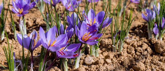 The flowering stage in saffron cultivation