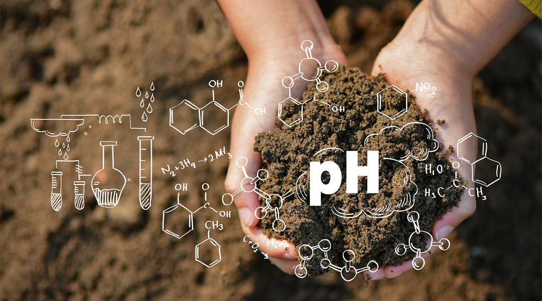How soil pH affects saffron yield and quality
