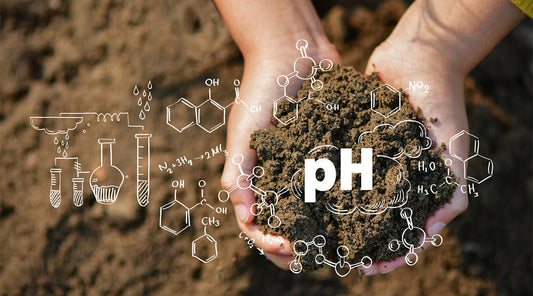 How soil pH affects saffron yield and quality