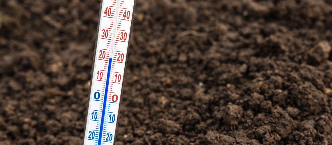 The optimal saffron growing temperature