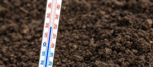The optimal saffron growing temperature