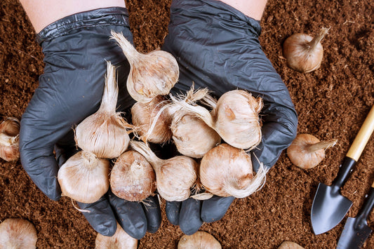 How to plant your saffron bulbs?