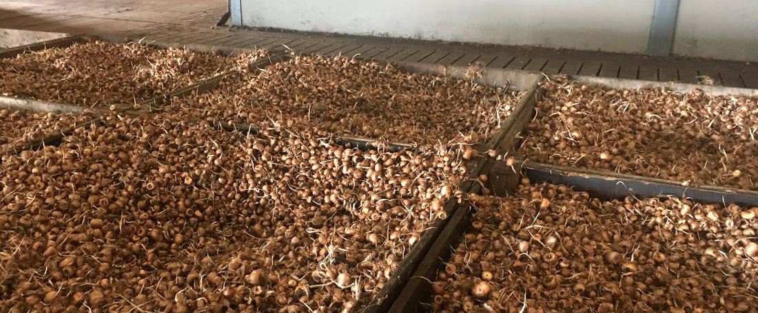 How we ship your Crocus sativus bulbs