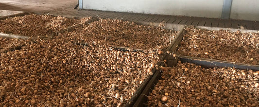 How we ship your Crocus sativus bulbs