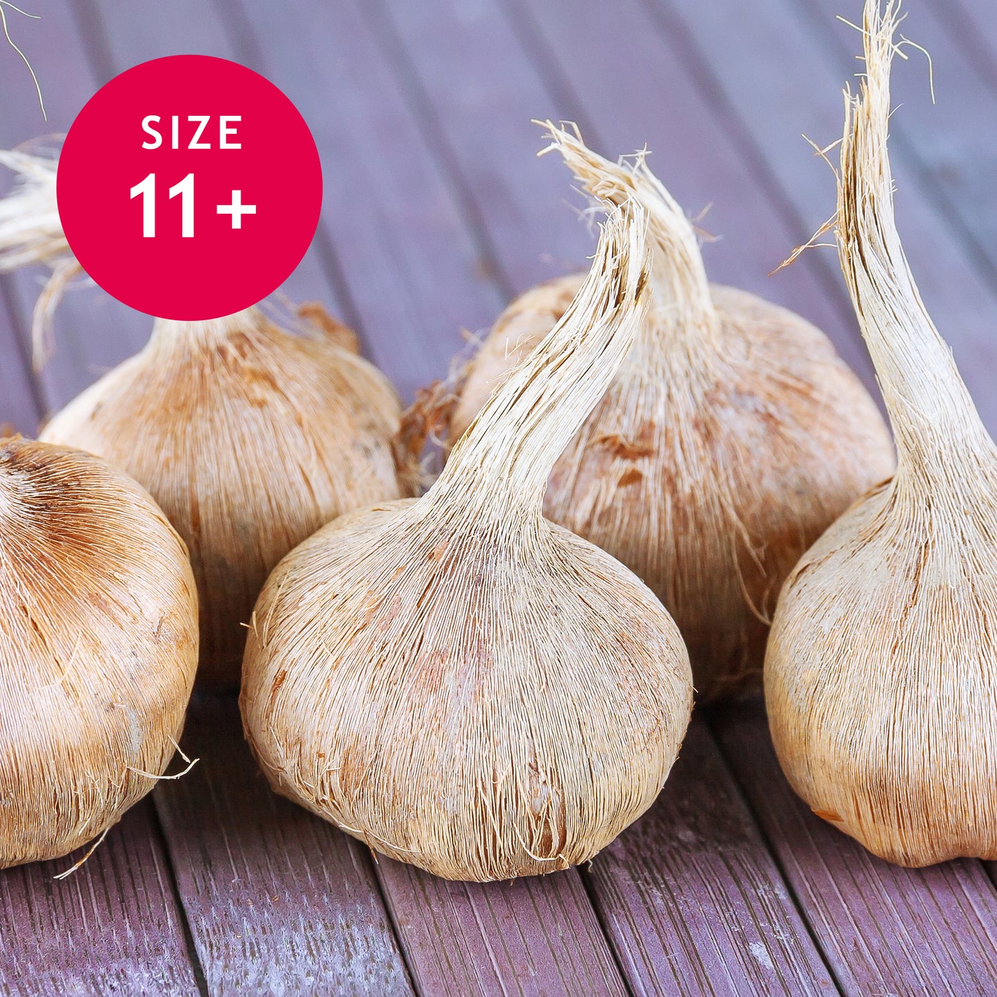 Crocus sativus 11/+ Jumbo Saffron Bulbs