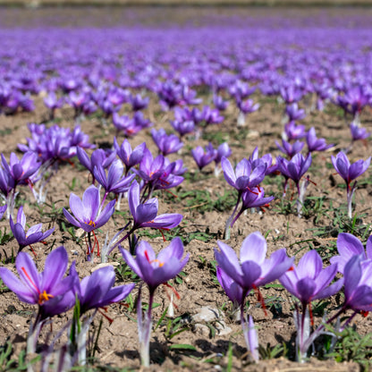 Crocus sativus 8/9 Saffron Bulbs