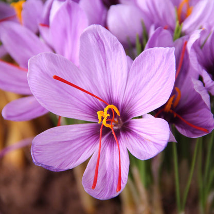 Crocus sativus 8/9 Saffron Bulbs